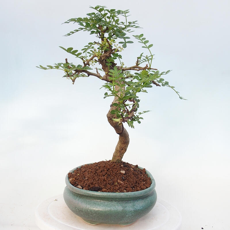 Indoor bonsai - Zantoxylum piperitum - Peppermint