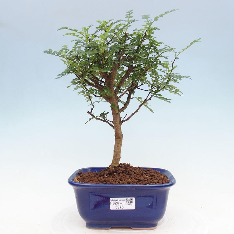 Indoor bonsai - Zantoxylum piperitum - Pepper tree