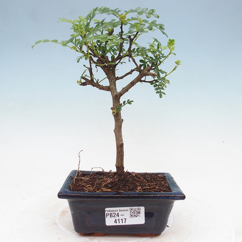 Indoor bonsai - Zantoxylum piperitum - Pepper tree