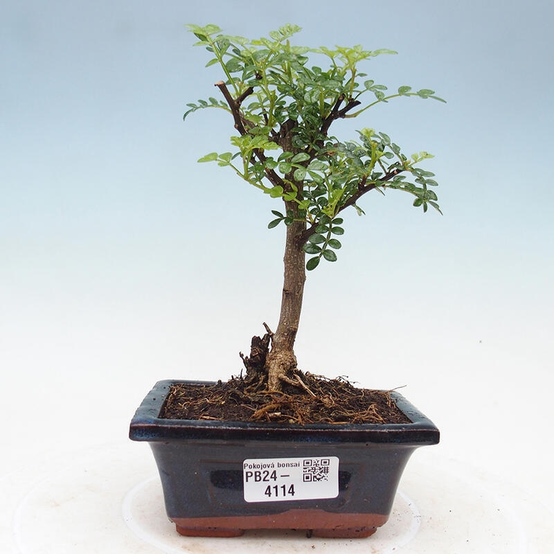 Indoor bonsai - Zantoxylum piperitum - Pepper tree