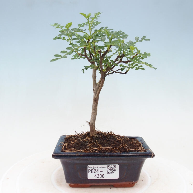 Indoor bonsai - Zantoxylum piperitum - Pepper tree