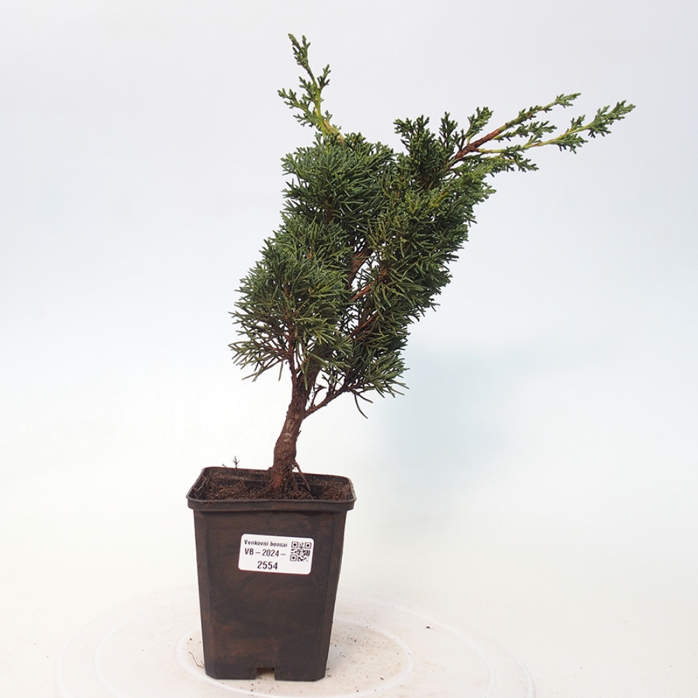 Outdoor bonsai - Juniperus chinensis Kishu - Chinese juniper