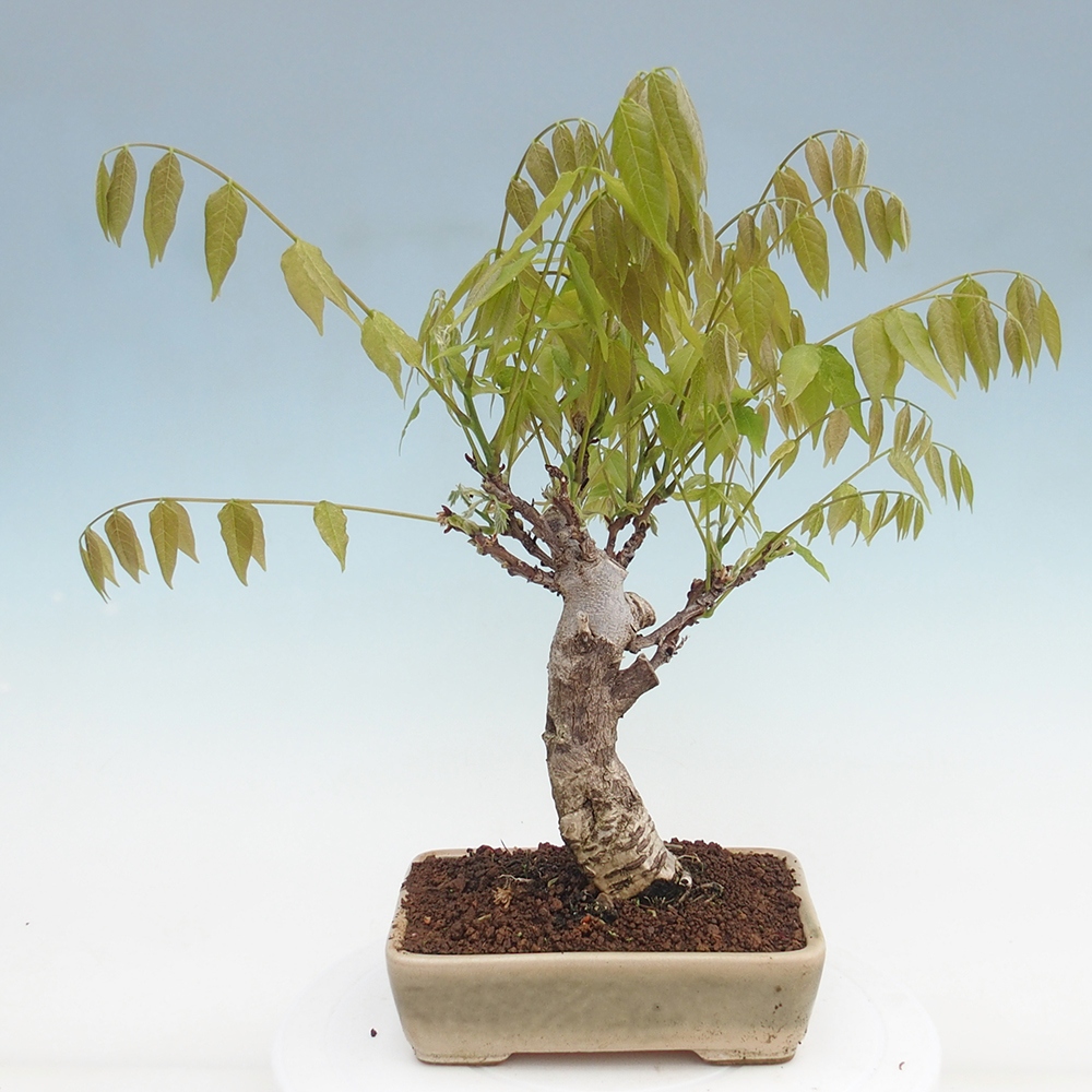 Outdoor bonsai - Wisteria floribunda - Wisteria floribunda