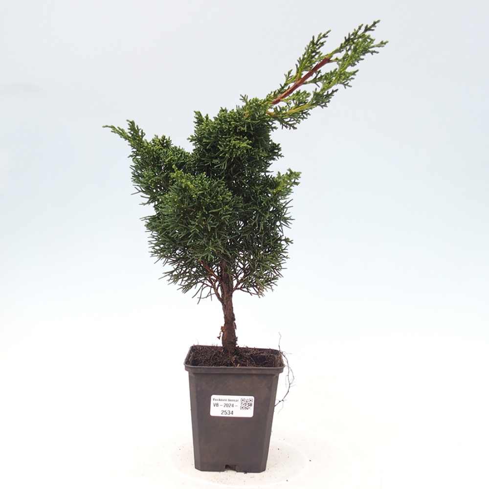 Outdoor bonsai - Juniperus chinensis Kishu - Chinese juniper