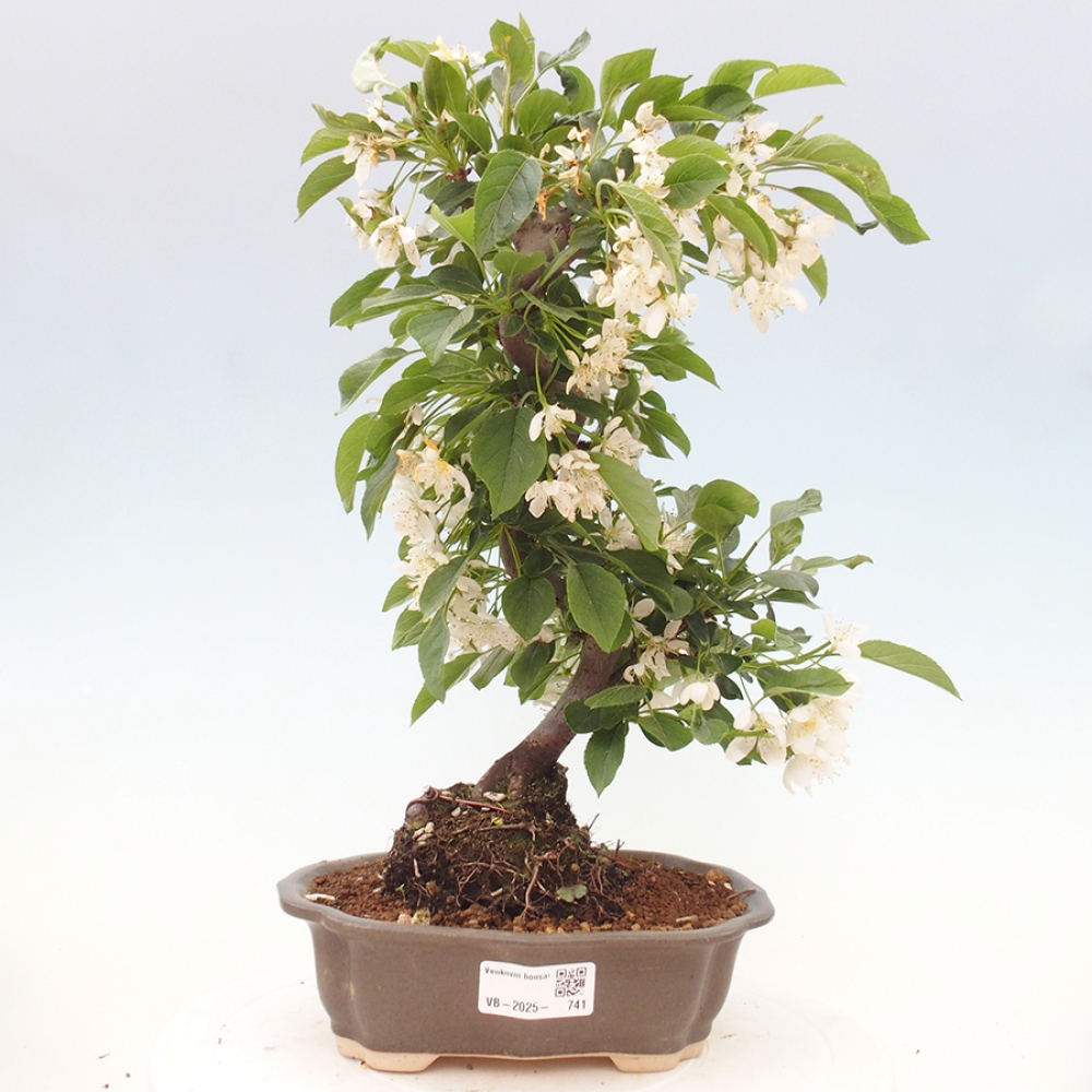 Outdoor bonsai - Malus sargentii - Small-fruited apple tree