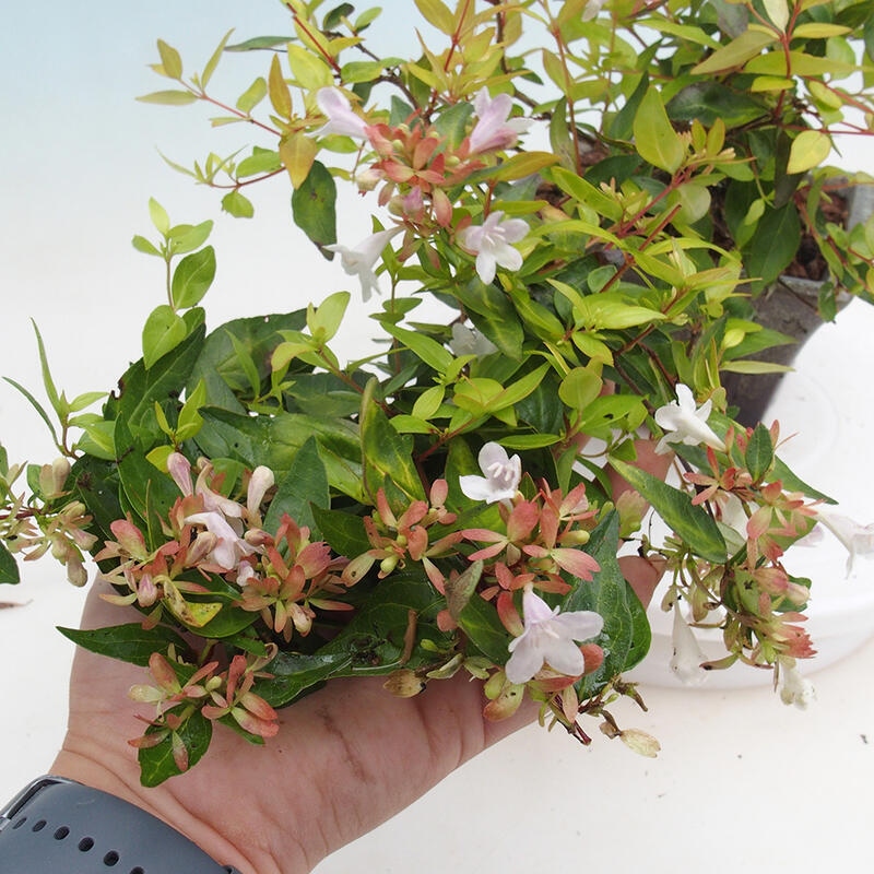 Outdoor bonsai - Abelia Grandiflora 'Francis Mason' - Abelia