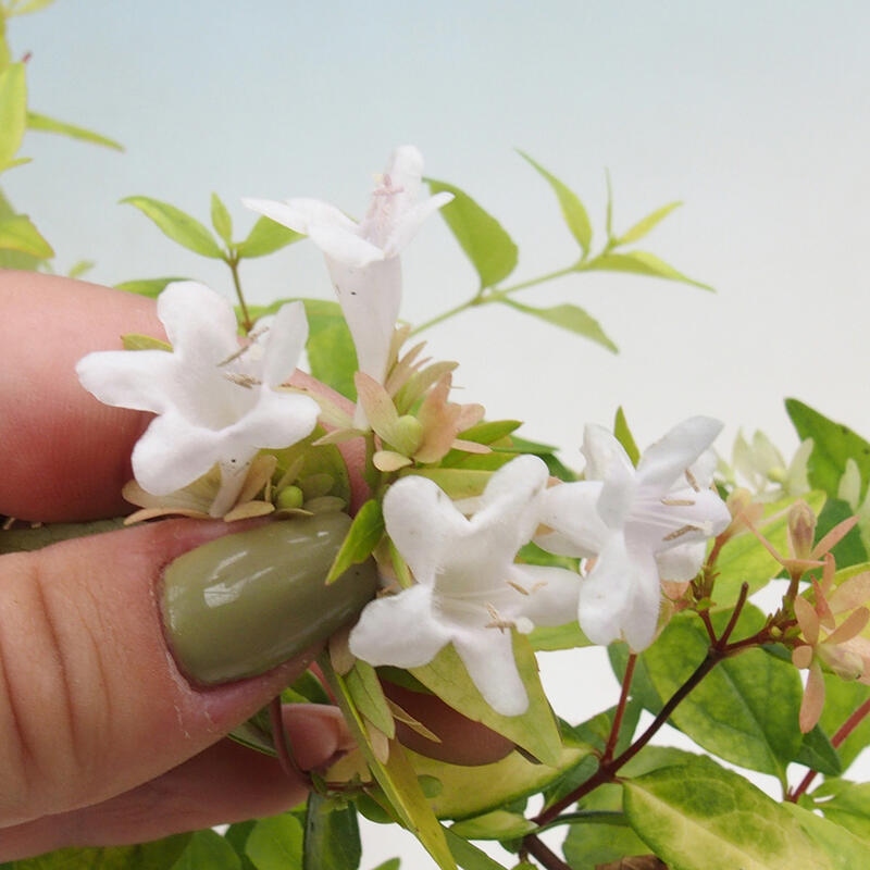 Outdoor bonsai - Abelia Grandiflora 'Francis Mason' - Abelia