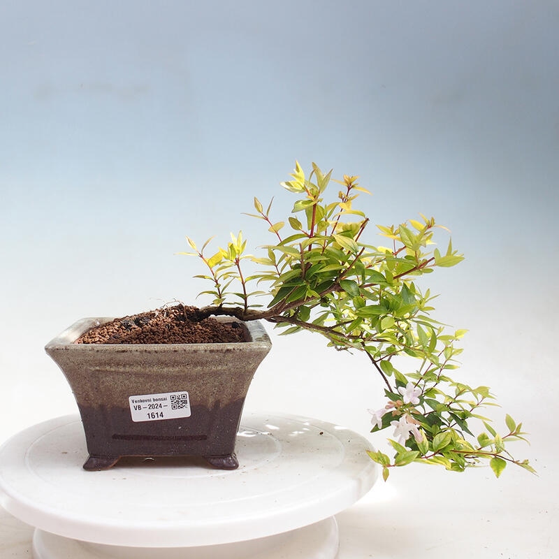 Outdoor bonsai - Abelia Grandiflora 'Francis Mason' - Abelia