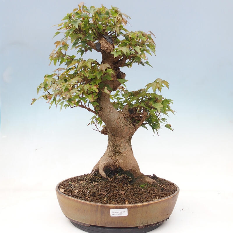 Outdoor bonsai - Maple Buergerianum - Burger Maple