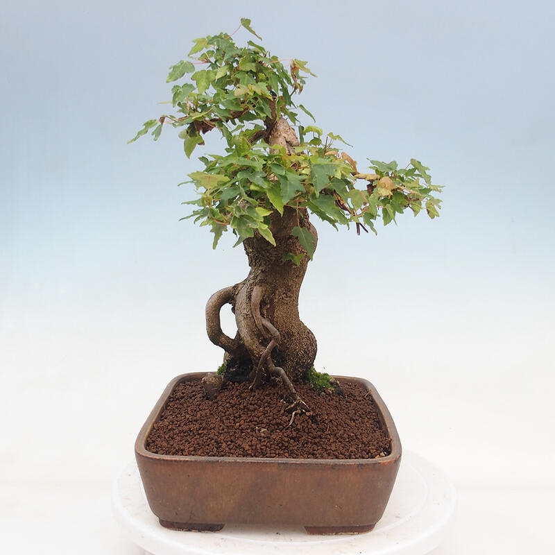 Outdoor bonsai - Maple Buergerianum - Burger Maple