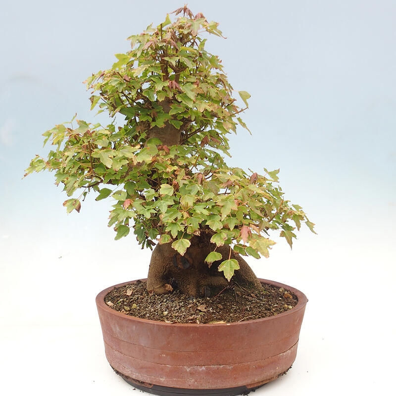 Outdoor bonsai - Maple Buergerianum - Burger Maple