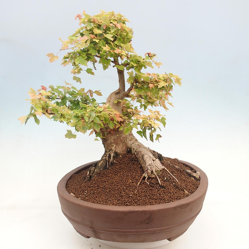 Outdoor bonsai - Maple Buergerianum - Burger Maple