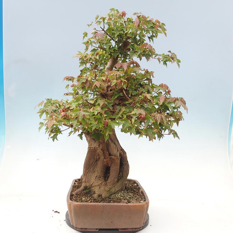 Outdoor bonsai - Maple Buergerianum - Burger Maple