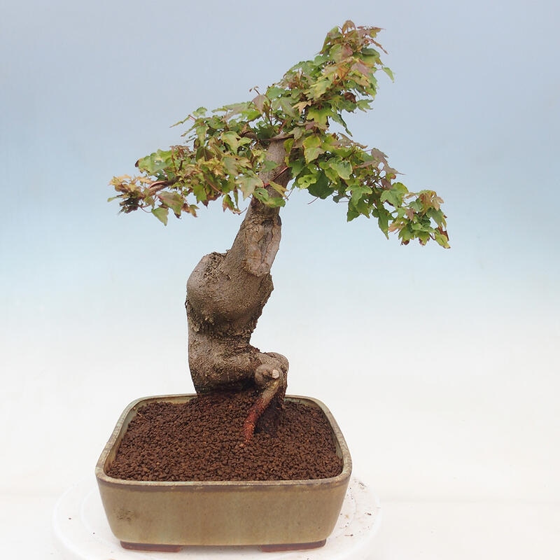 Outdoor bonsai - Maple Buergerianum - Burger Maple