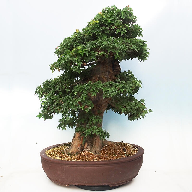 Outdoor bonsai - Maple Buergerianum - Burger Maple