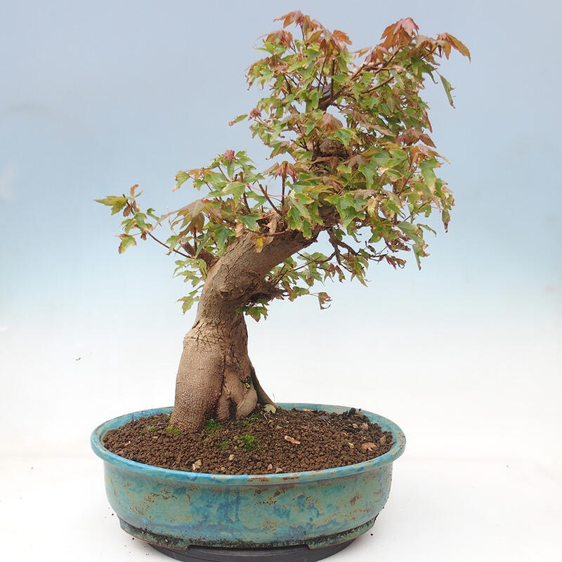 Outdoor bonsai - Maple Buergerianum - Burger Maple