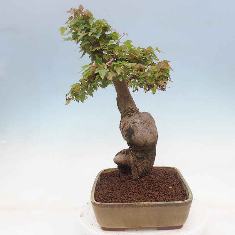 Outdoor bonsai - Maple Buergerianum - Burger Maple