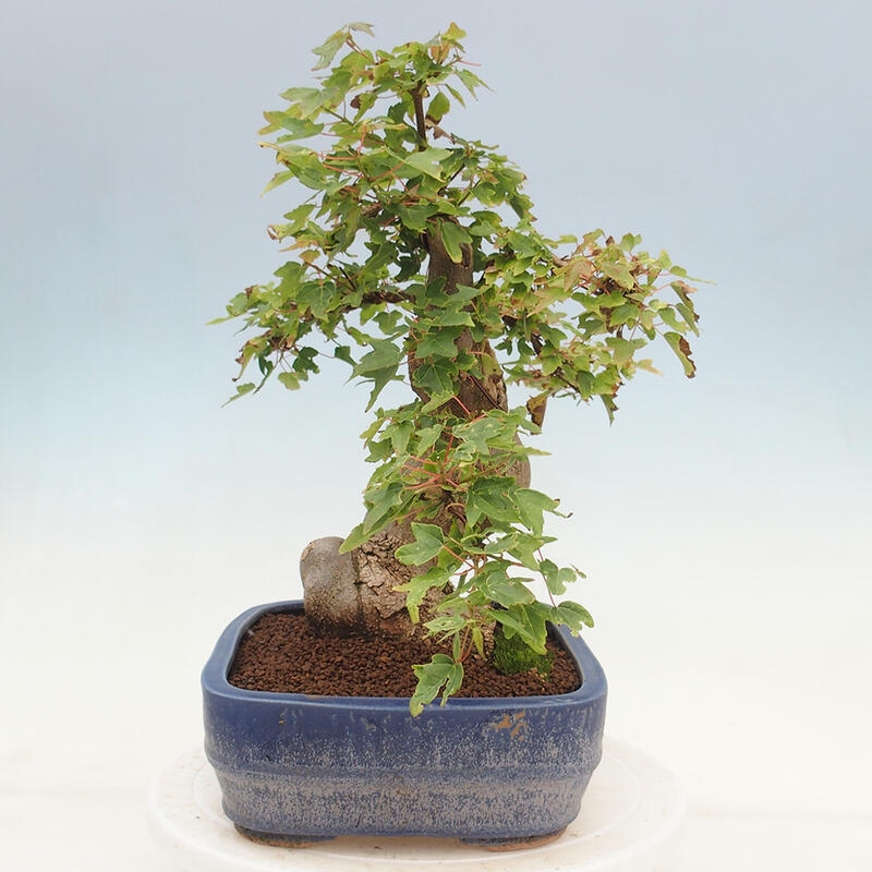 Outdoor bonsai - Maple Buergerianum - Burger Maple