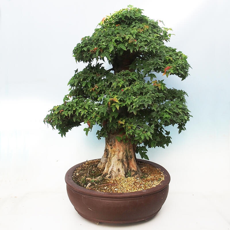 Outdoor bonsai - Maple Buergerianum - Burger Maple