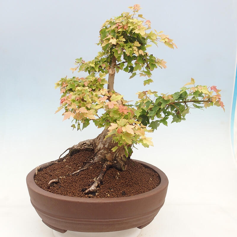 Outdoor bonsai - Maple Buergerianum - Burger Maple