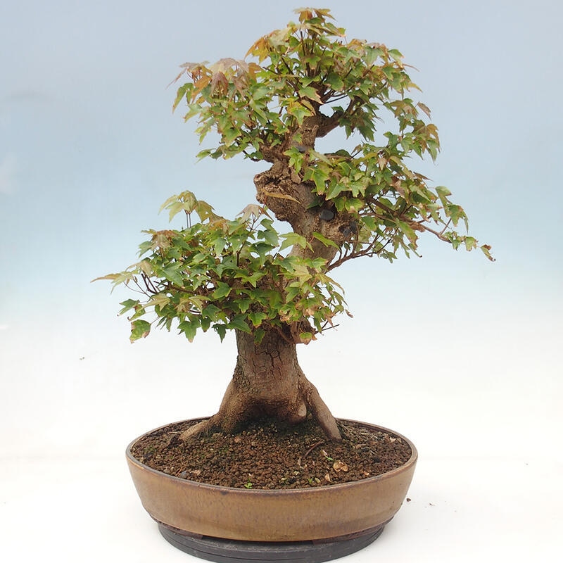 Outdoor bonsai - Maple Buergerianum - Burger Maple