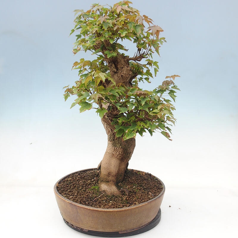 Outdoor bonsai - Maple Buergerianum - Burger Maple