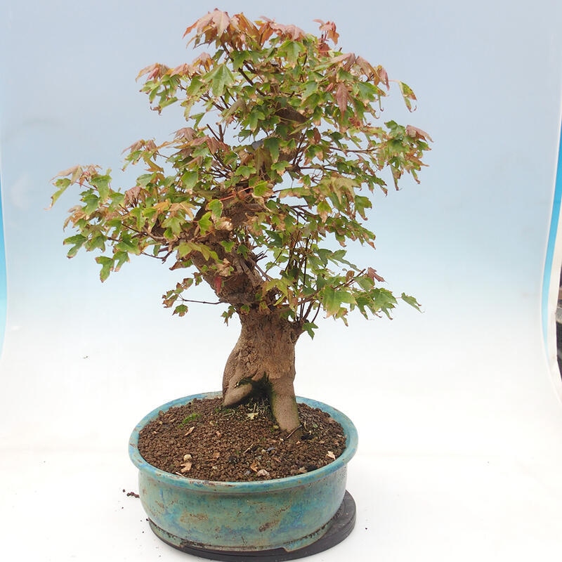 Outdoor bonsai - Maple Buergerianum - Burger Maple