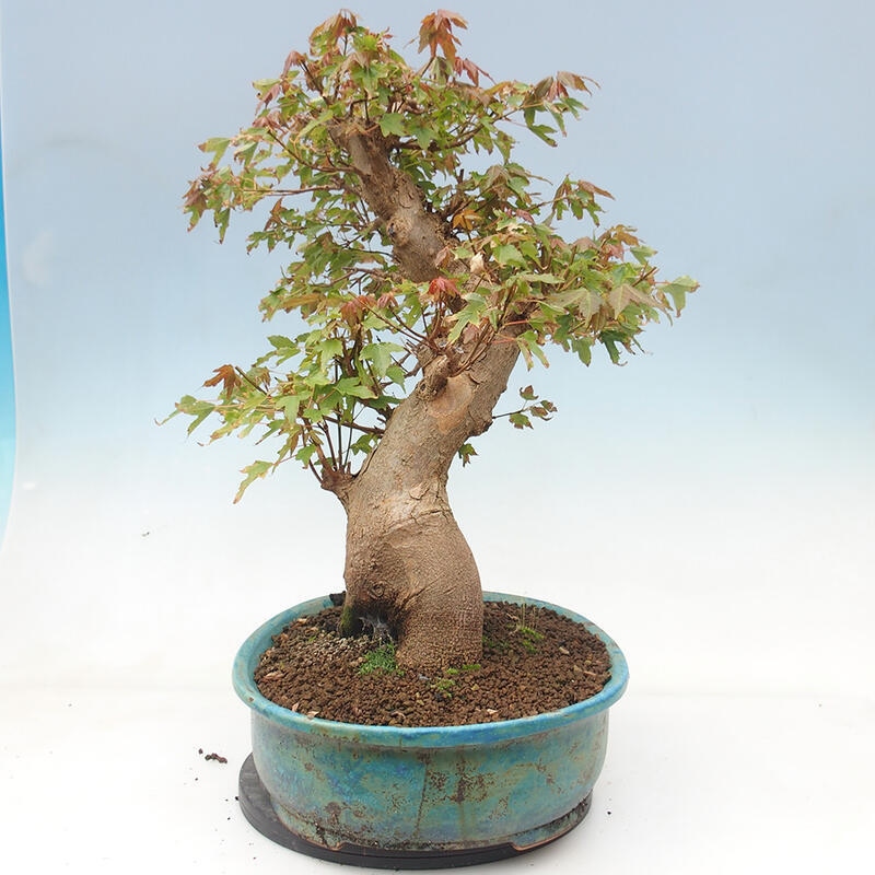 Outdoor bonsai - Maple Buergerianum - Burger Maple