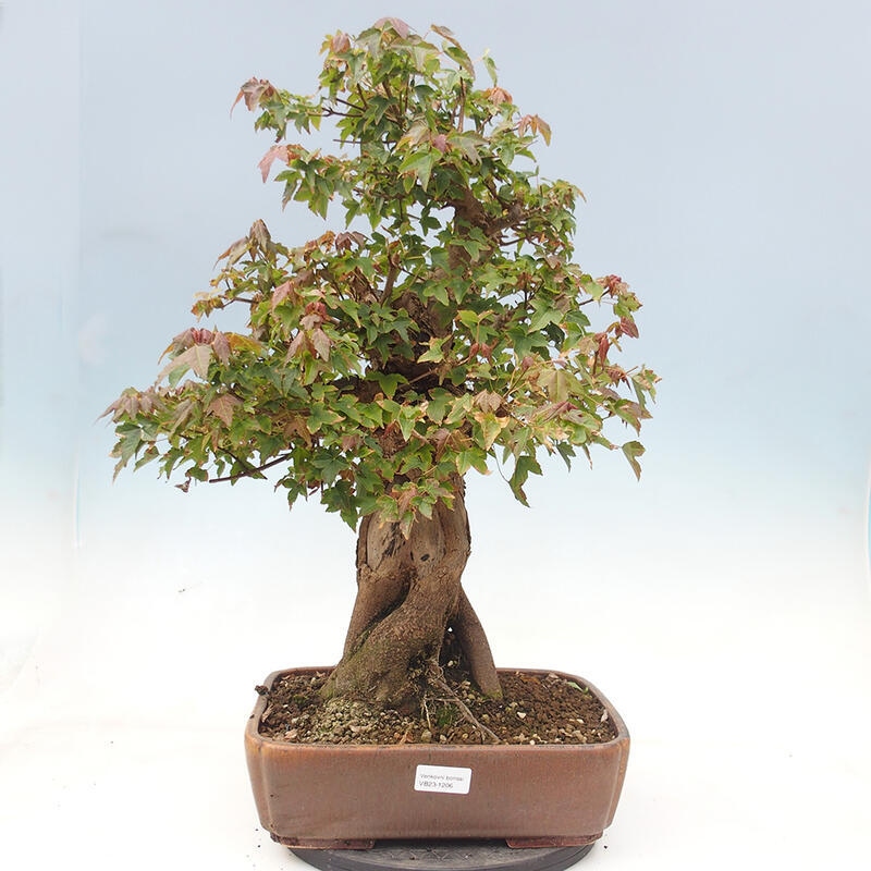 Outdoor bonsai - Maple Buergerianum - Burger Maple