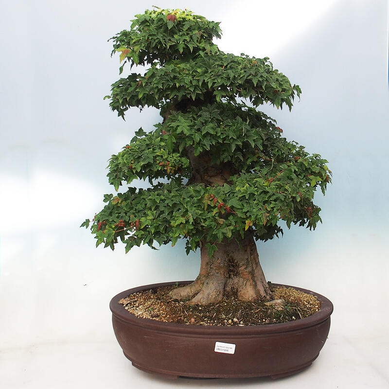 Outdoor bonsai - Maple Buergerianum - Burger Maple