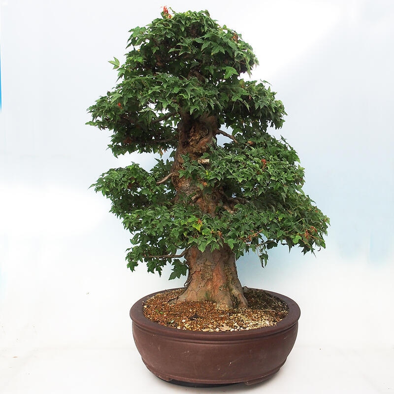 Outdoor bonsai - Maple Buergerianum - Burger Maple