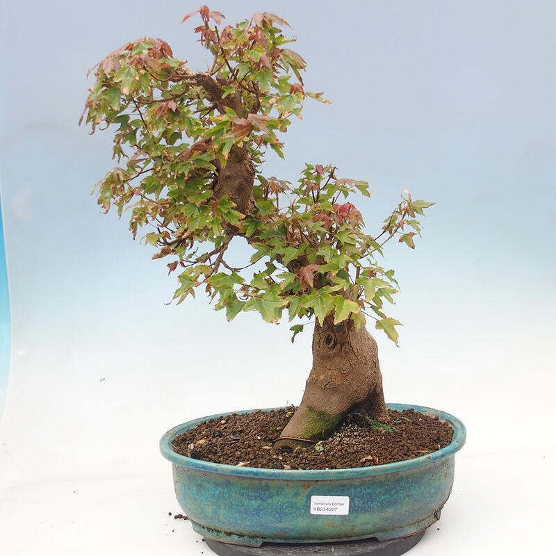 Outdoor bonsai - Maple Buergerianum - Burger Maple