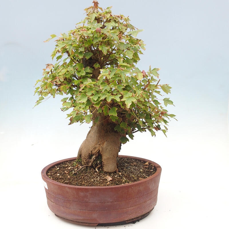 Outdoor bonsai - Maple Buergerianum - Burger Maple