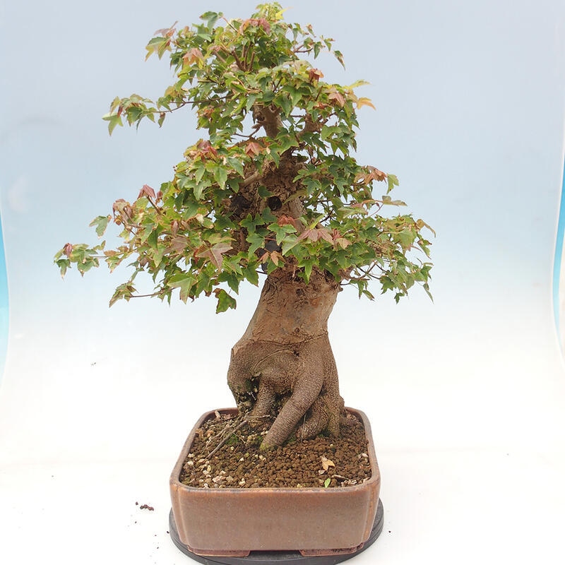 Outdoor bonsai - Maple Buergerianum - Burger Maple