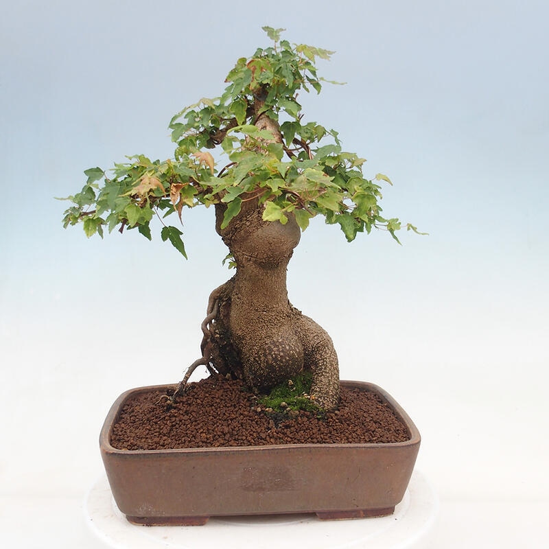 Outdoor bonsai - Maple Buergerianum - Burger Maple