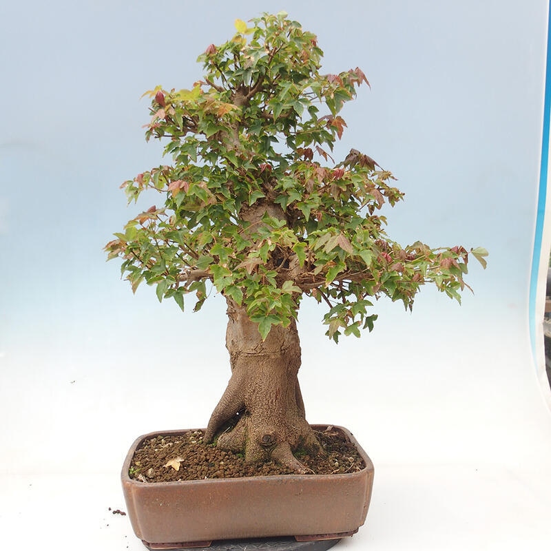 Outdoor bonsai - Maple Buergerianum - Burger Maple