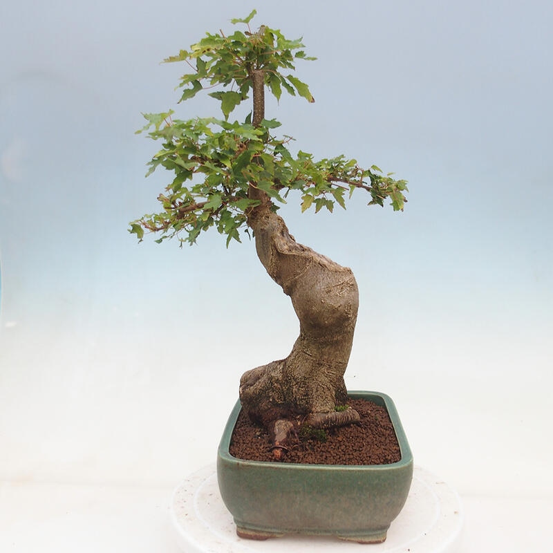 Outdoor bonsai - Maple Buergerianum - Burger Maple