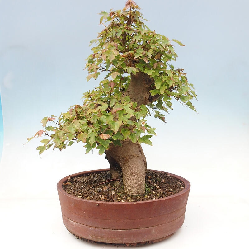 Outdoor bonsai - Maple Buergerianum - Burger Maple