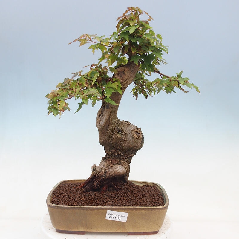 Outdoor bonsai - Maple Buergerianum - Burger Maple