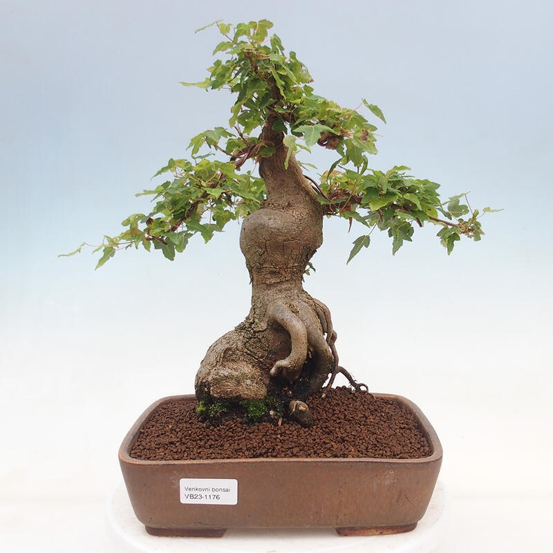 Outdoor bonsai - Maple Buergerianum - Burger Maple