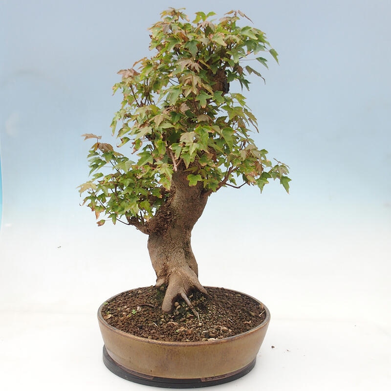 Outdoor bonsai - Maple Buergerianum - Burger Maple