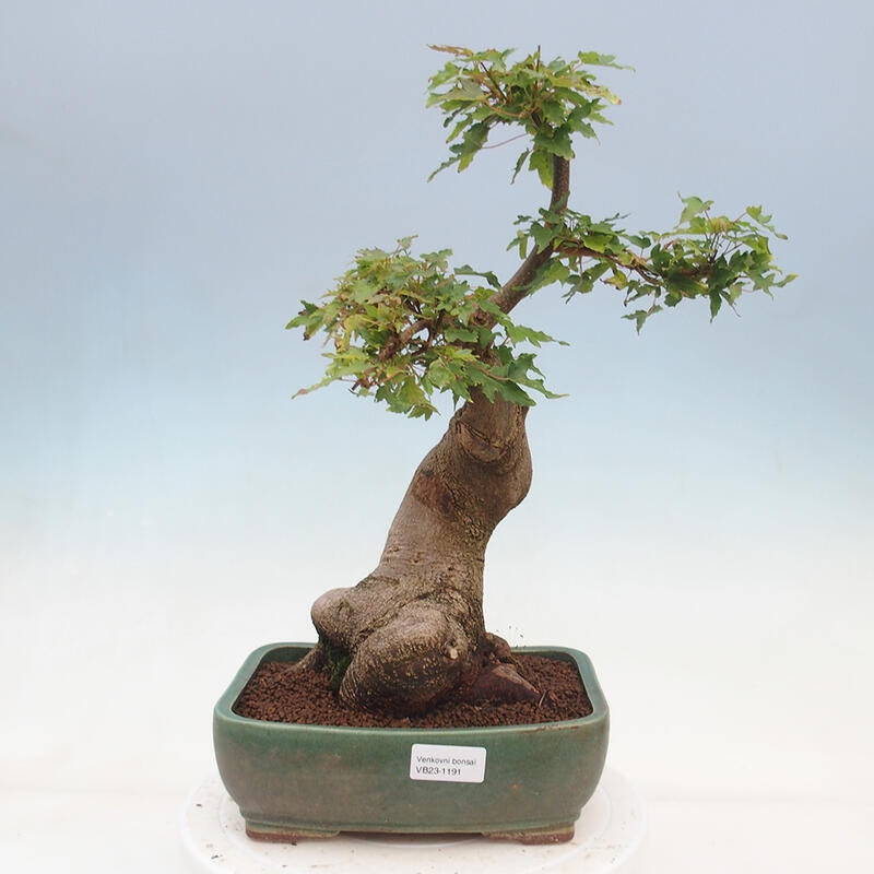 Outdoor bonsai - Maple Buergerianum - Burger Maple