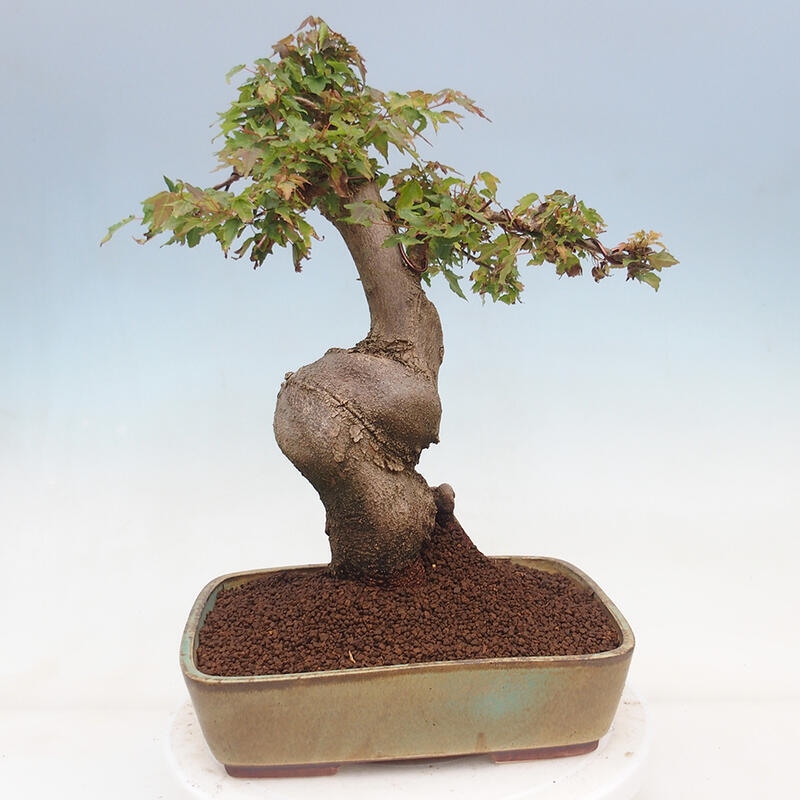 Outdoor bonsai - Maple Buergerianum - Burger Maple