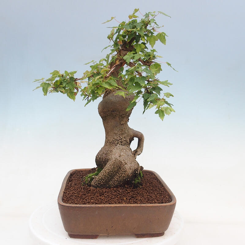 Outdoor bonsai - Maple Buergerianum - Burger Maple