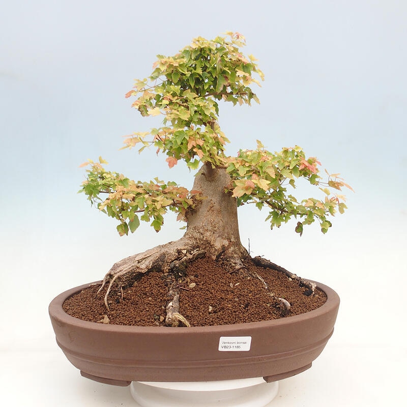 Outdoor bonsai - Maple Buergerianum - Burger Maple