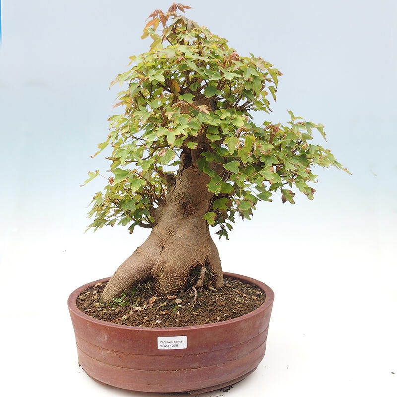 Outdoor bonsai - Maple Buergerianum - Burger Maple