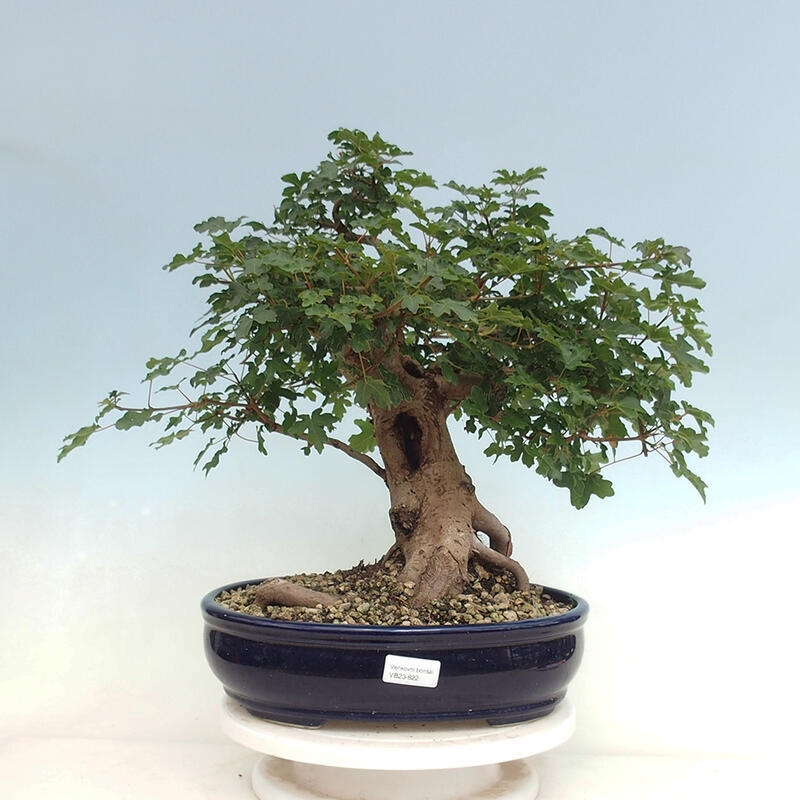 Outdoor bonsai - Acer Campestre - Baby maple