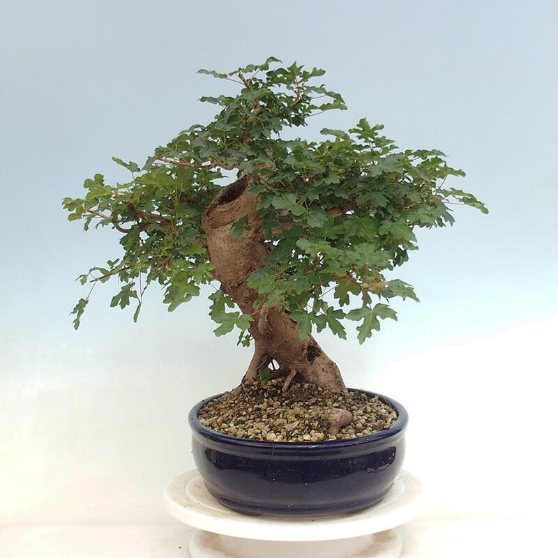 Outdoor bonsai - Acer Campestre - Baby maple