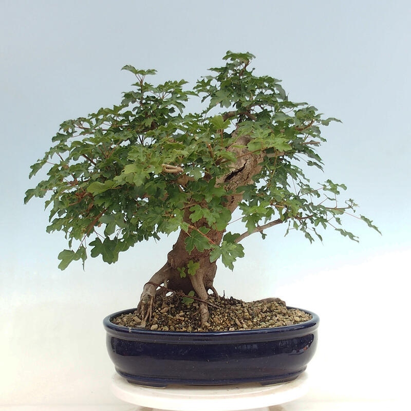 Outdoor bonsai - Acer Campestre - Baby maple