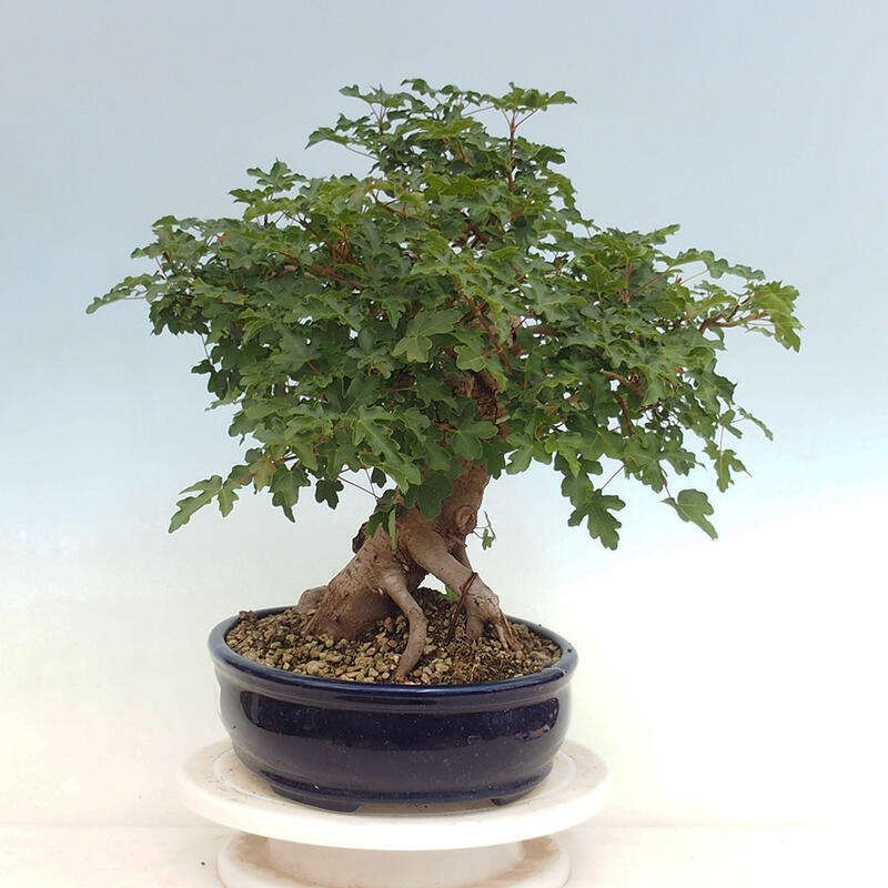 Outdoor bonsai - Acer Campestre - Baby maple